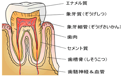 断面図